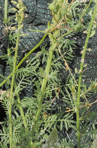 Fiori di dune:  Reseda alba (Resedaceae)